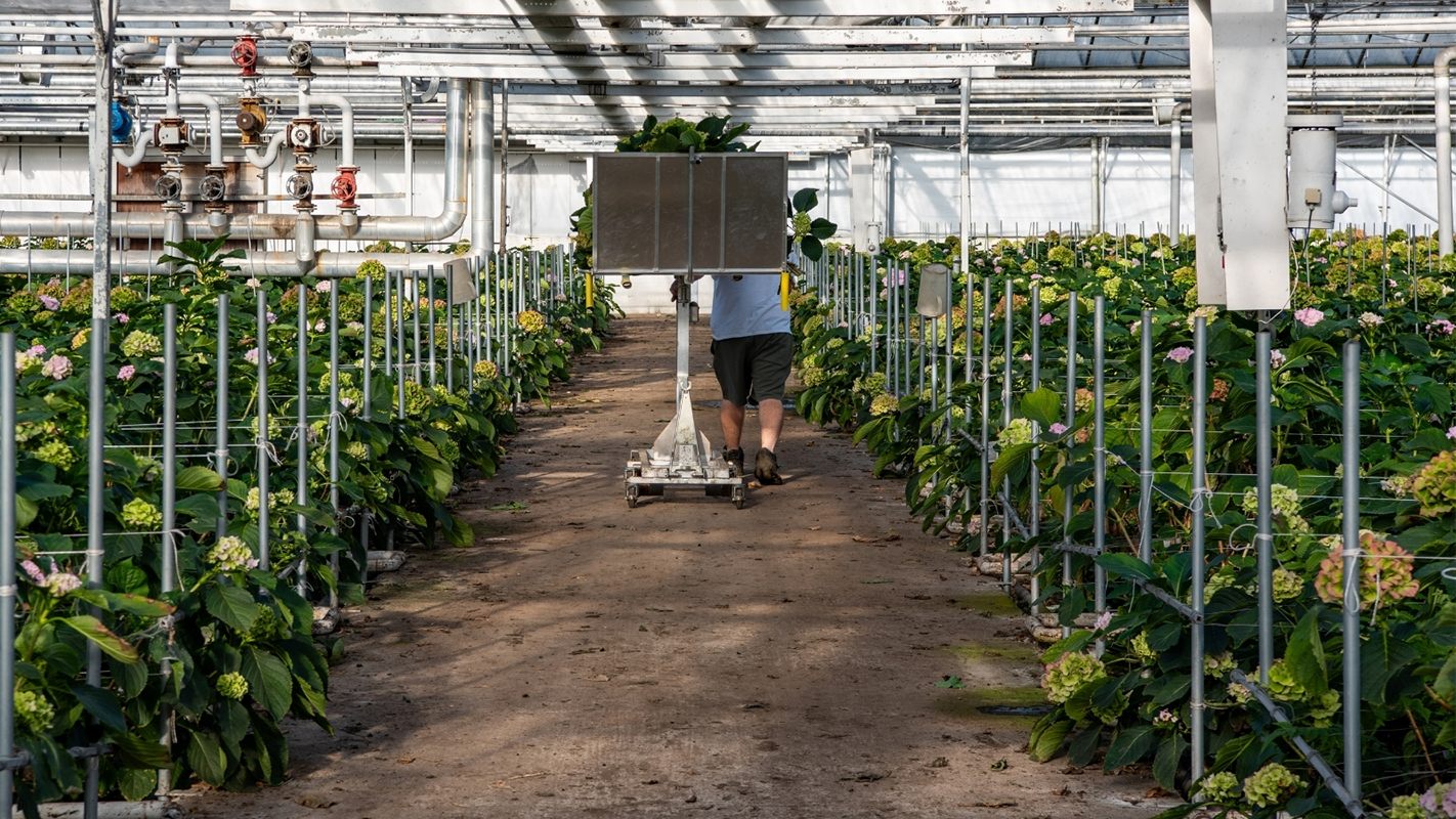 Worker pushing transport cart in hydrangea nursery.