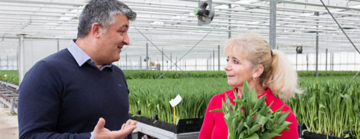 Gesprek tussen een agrarisch medewerker en een collega in een kas vol met tulpen.
