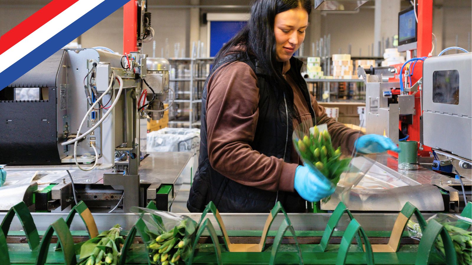 Employee in the Dutch horticulture sector packaging flowers on a production line.