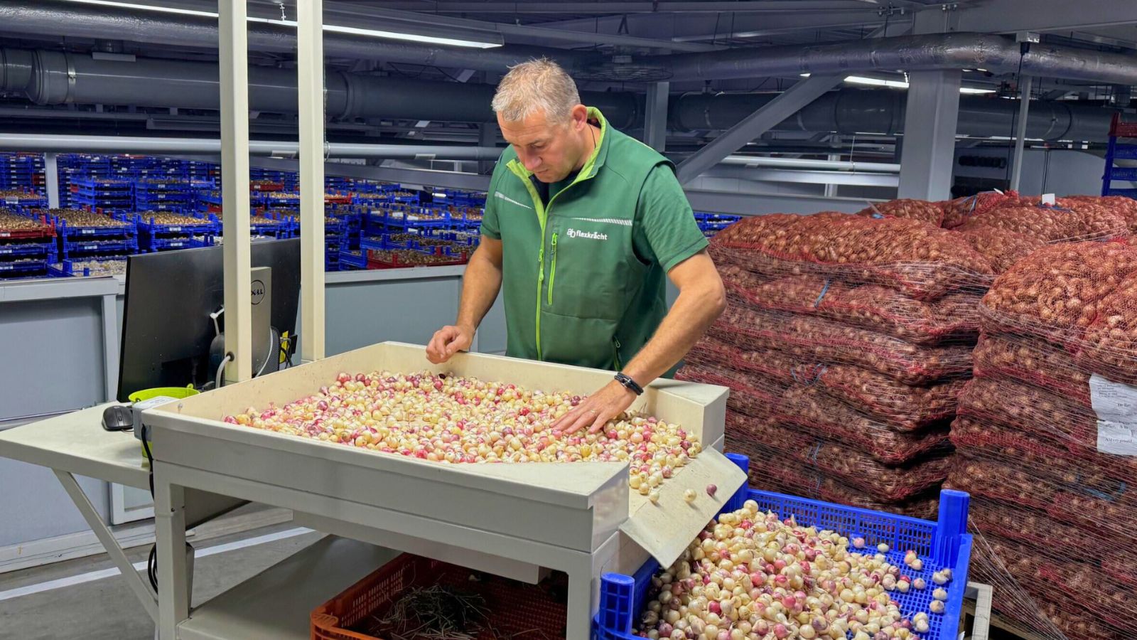 Worker sorting flower bulbs in a greenhouse in Aalsmeer, Netherlands.