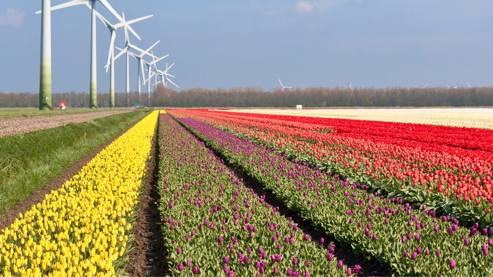 Colorful flower fields of the Bulb Region with windmills in the background.