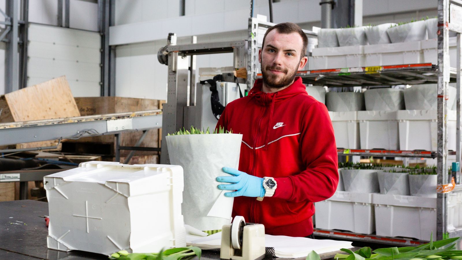 EU temporary worker packaging tulips in a greenhouse in Haarlemmermeer, Netherlands.
