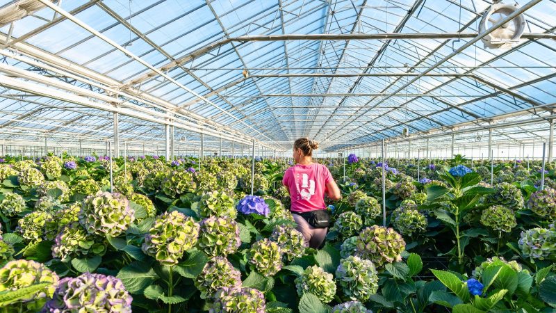 Production worker in a greenhouse at ABflexkracht.